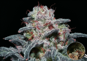 orgazem